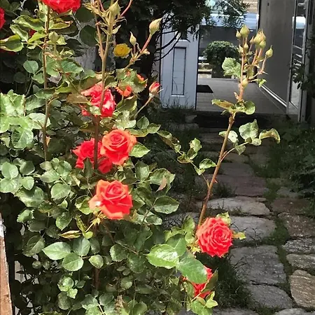 Pop Bogomil Family Hotell 2*