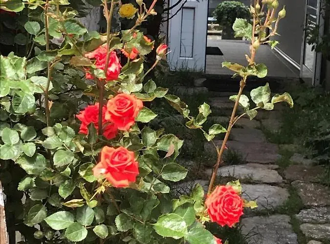 Pop Bogomil Family Hotel 2*